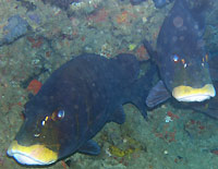 Red-lined sweetlips - 28/08/05