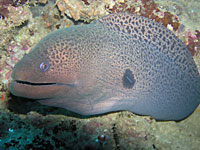 Friendly giant moray eel at Bevato - 21/04/08