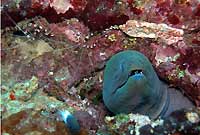 Giant moray and shrimps waiting - 22/10/06