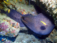 Giant moray, in profile - 04/12/19