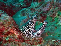 Honeycomb moray mouth  - 12/06/08