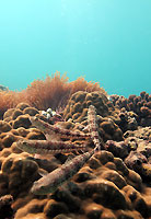 Variegated lizardfishes  - 02/09/12