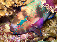 Les couleurs et motifs magnifiques du poisson 
perroquet noir - 14/03/15