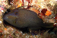 Filefish at night - 17/02/13