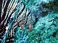 Lionfish profile  - 25/11/08