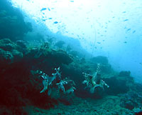 Seven lionfish - 12/06/08
