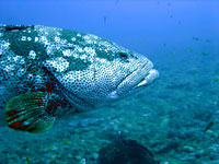 Malabar grouper, side view - 20/10/08