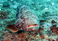Our good old big friend the malabar grouper - 07/10/13