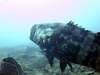 Malabar grouper at the cleaning station - 24/04/14