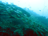 Malabar grouper and glassfish. - 15/07/08
