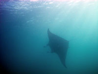 Manta ray - 05/05/10