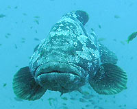 Malabar grouper, face portrait  - 23/10/06