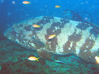 Jerome behind the malabar grouper - 03/12/06