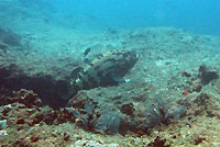 Brown marbled grouper swimming away - 06/10/15