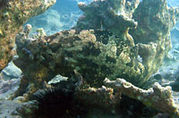 Brown-marbled grouper and dead  coral  - 26/05/08
