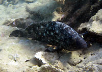 Specklefin grouper - 23/08/11