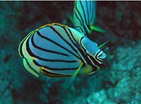 meyer's butterflyfish - 25/10/06