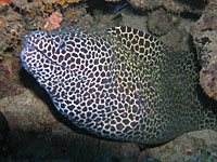 Friendly honeycomb moray eel - 21/04/08