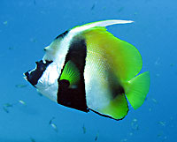 Masked bannerfish - 25/11/08