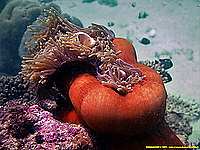 Clownfish in magnificent sea anemon - 20/10/22