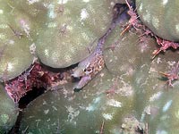 Moray eel and Durban shrimps - 29/01/07