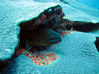 Yellow margined moray - 01/09/12