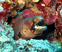 Masked moray, shrew - 07/09/14