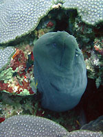 Giant moray at Tortuga - 18/11/11