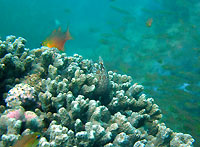 Barredfin moray - 30/10/09