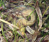 Small moray eel at night. Non identified. - 09/10/16