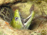 Undulated moray - 26/12/15