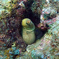 Two small moray eels - 07/04/09