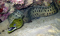 Fringed moray hunting at night - 22/01/14