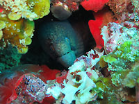 Masked moray lying in wait - 14/02/16