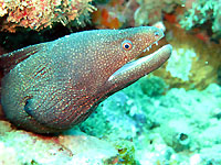 Whitemouth and beaded moray - 22/03/15