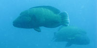 Two napoleon fish - 25/11/09