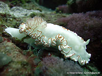 Symmetrical glossodoris - 18/11/11