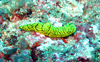 Notodoris minor - 23/09/12