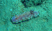 Chromodoris albapunctata - 30/10/09