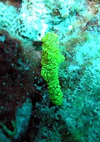 Minor notodoris, sponge like - 25/10/06