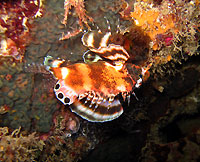 Ocellated lionfish  - 09/12/12