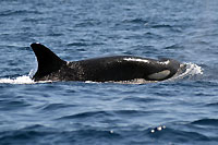 Killer whale passing by - 2018