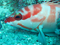 Blacktip grouper - 27/02/11