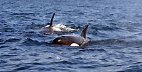 - Killer whales - - Thomas Mosselmans