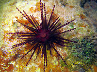 Double spined urchin - 13/02/16