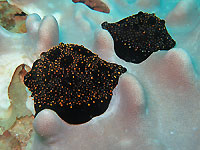 White cowries in dressing gowns on soft coral bed - 05/02/17