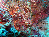 Red headed tassled scorpionfish - 20/10/08
