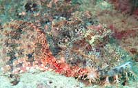 Tassled scorpionfish, ornaments and details - 10/10/16