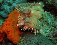 Poisson scorpion à houppes blanc et éponge orange - 07/04/20