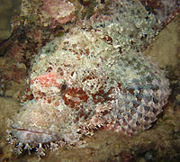 Tassled scorpionfish - 09/12/12